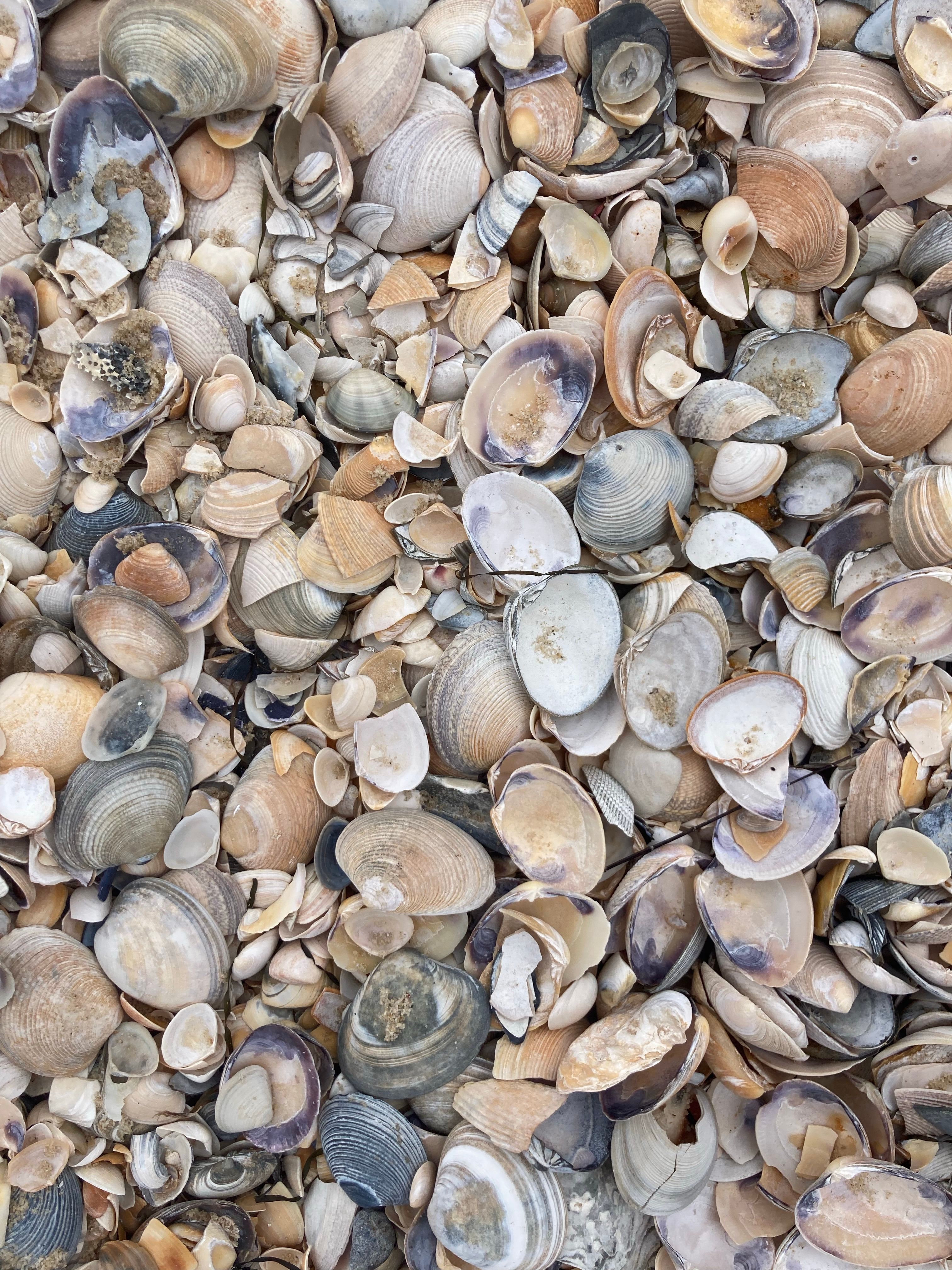 Seashells on the Ground · Free Stock Photo