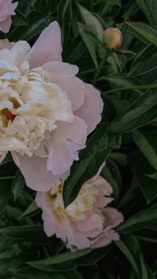 Close-Up Shot of Blooming Chinese Peony Flowers
