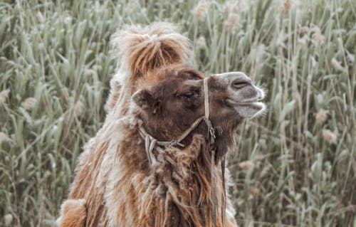 Δωρεάν στοκ φωτογραφιών με βακτριανή καμήλα, γκρο πλαν, ζώο Φωτογραφία από στοκ φωτογραφιών