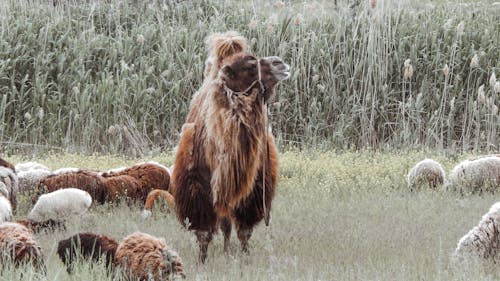 Bactrian Camel and Sheep on Grass Field
