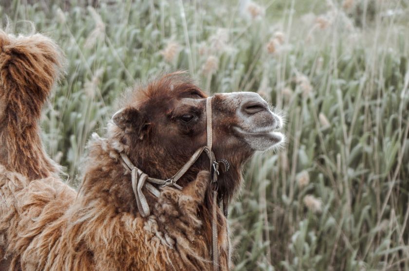 Close-up of Bactrian camels in thick winter coats standing in tall grass.