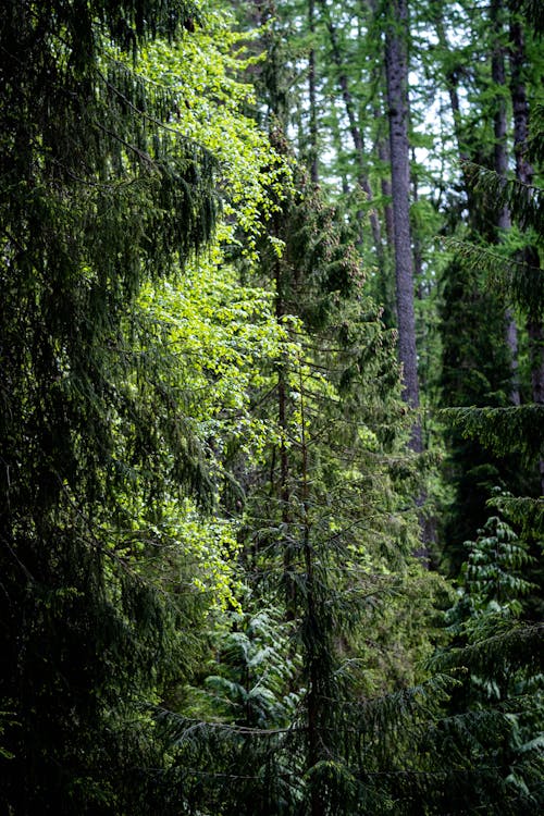 Imagine de stoc gratuită din codru, copaci verzi, fotografiere verticală