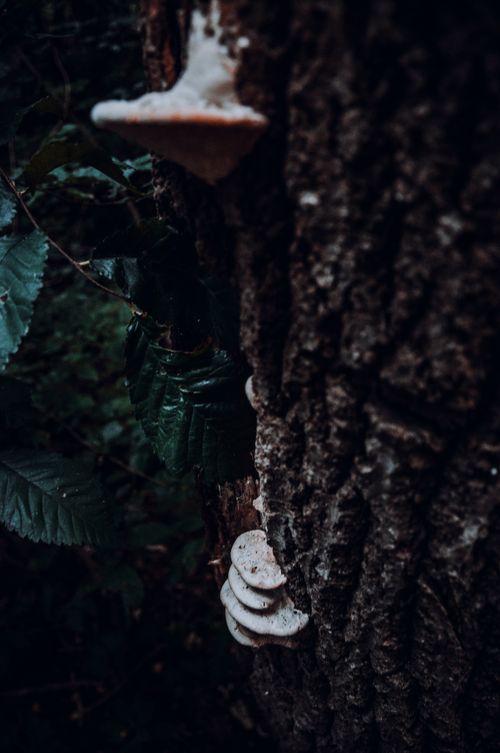 Free A detailed view of fungi growing on a tree trunk in a dark forest setting, showcasing natural textures. Stock Photo