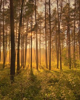 Sunlight beams through tall pine trees in a tranquil, verdant forest at sunrise.
