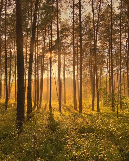 Free Sunlight beams through tall pine trees in a tranquil, verdant forest at sunrise. Stock Photo