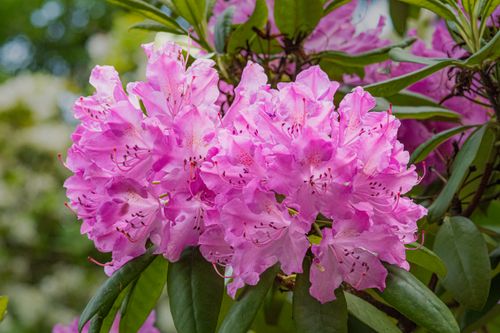 Free Close-up of vibrant pink rhododendron flowers blooming outdoors in spring. Stock Photo