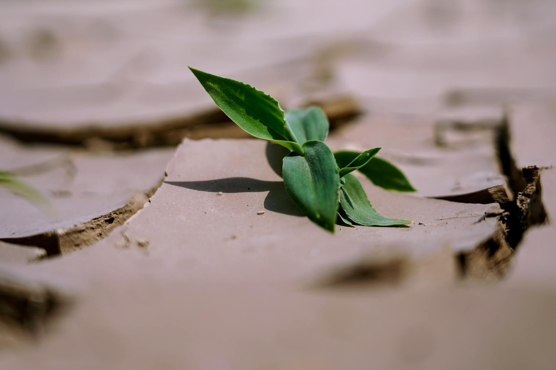 A green leaf emerging from dry, cracked land, symbolizing resilience and growth.