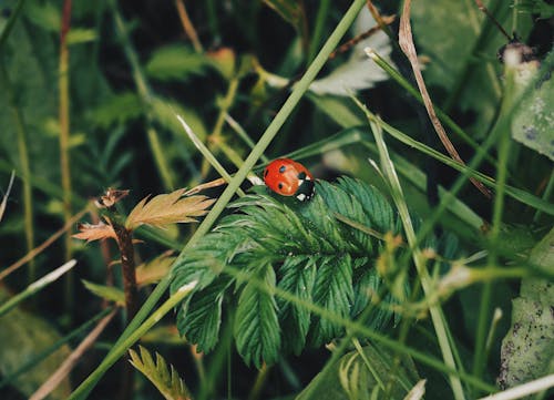 Free Ladybug on Leaf Stock Photo