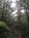 Footpath in Forest