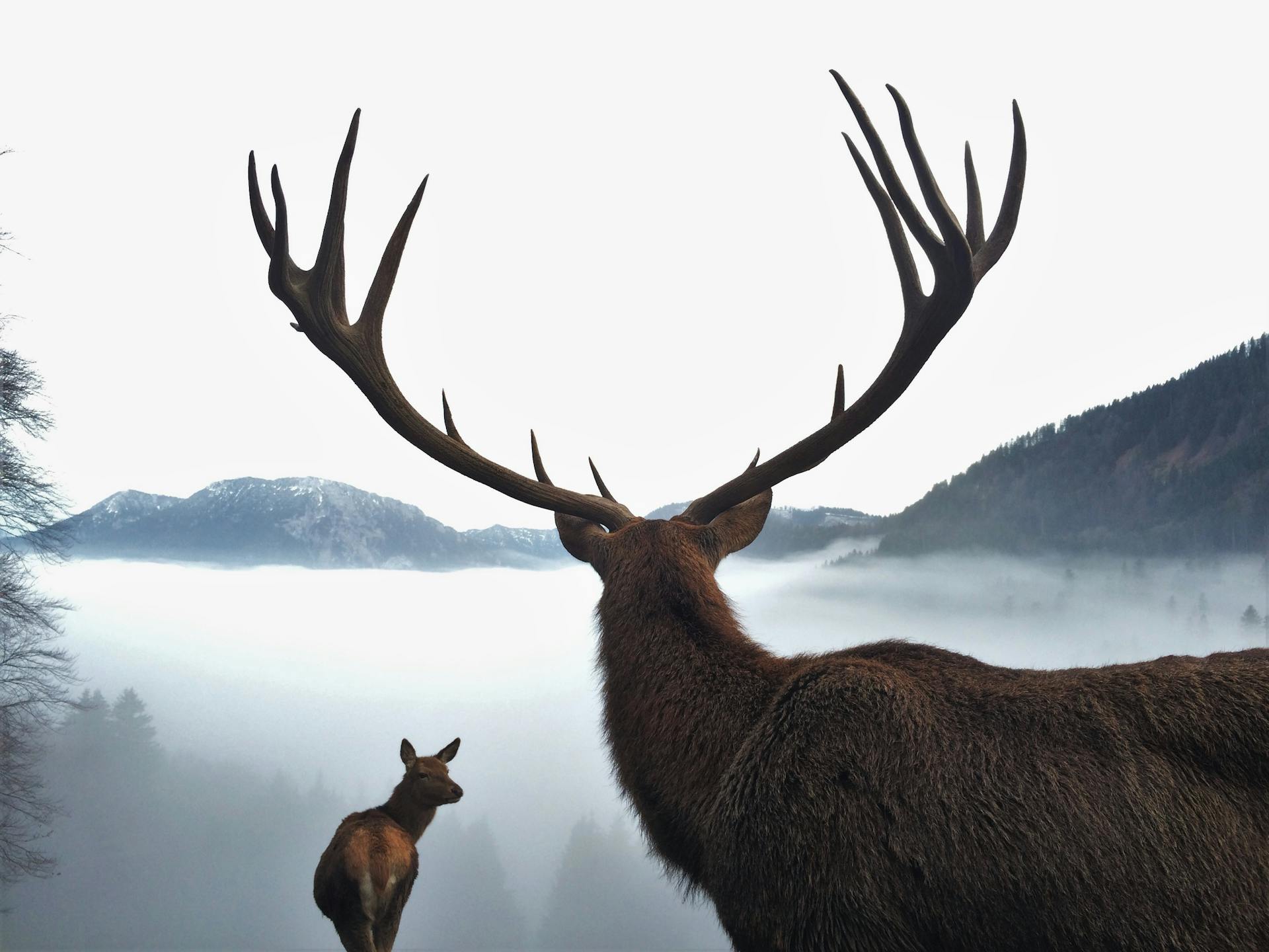 A moose with large antlers stands in a misty mountain landscape, exuding natural majesty.