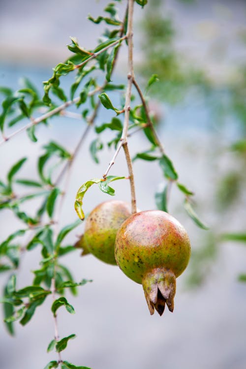 Close-Up Shot of Fresh Pomegranate Fruits