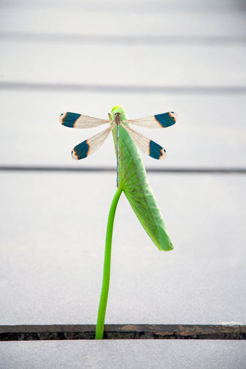 A Dragonfly Perched on Green Plant