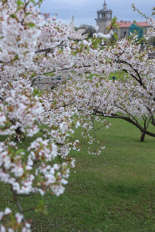 ağaçlar, bahar, Beyaz çiçekler içeren Ücretsiz stok fotoğraf