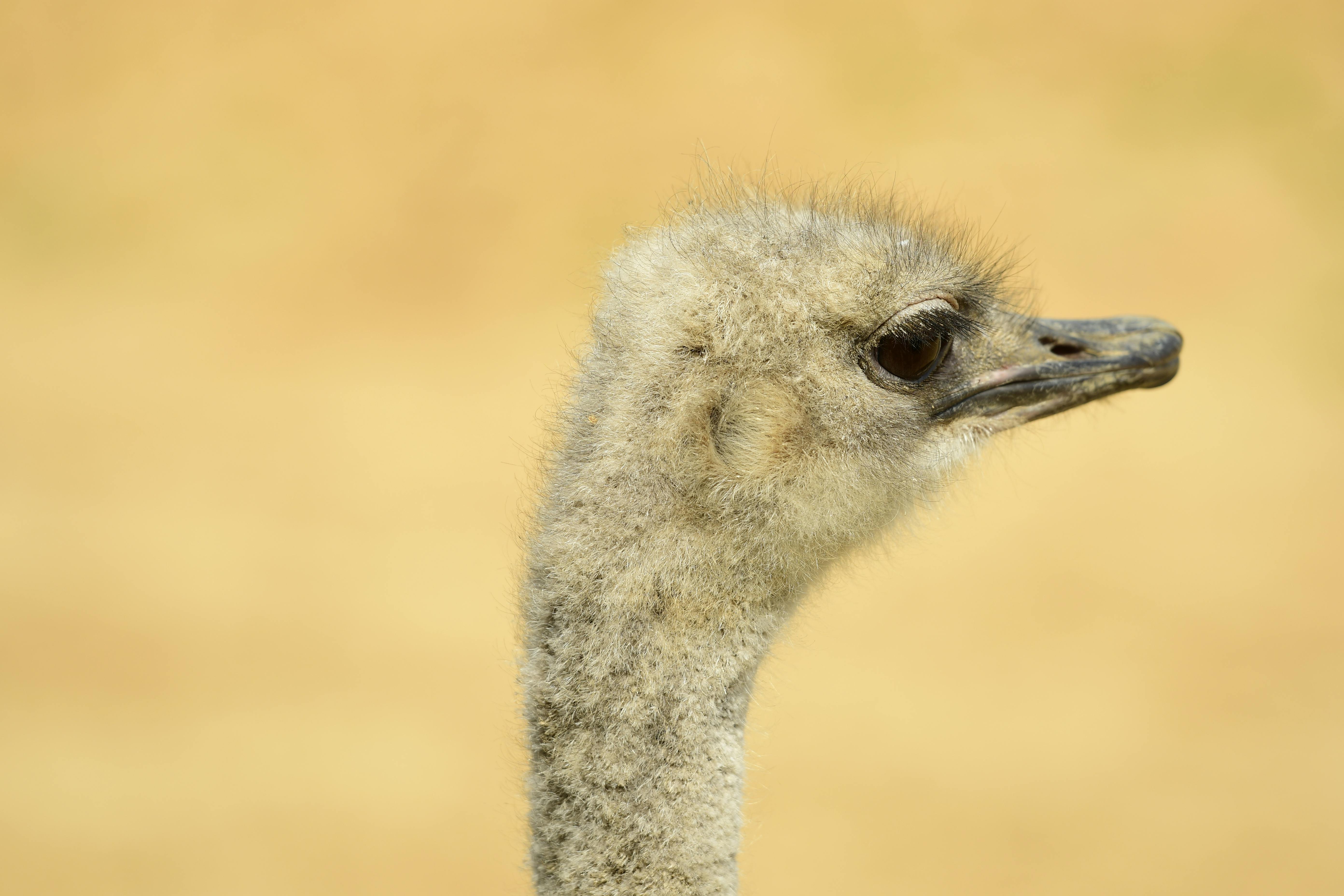 245+ Best Free Ostrich Stock Photos & Images · 100% Royalty-Free HD Downloads
