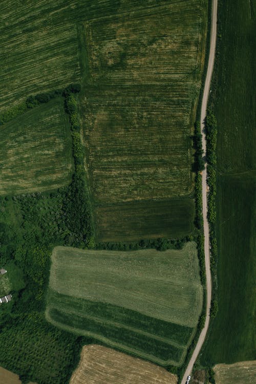 Road among Fields