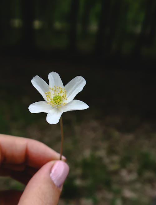 Δωρεάν στοκ φωτογραφιών με anemone nemorosa, δάσος λευκό λουλούδι, λευκό λουλούδι