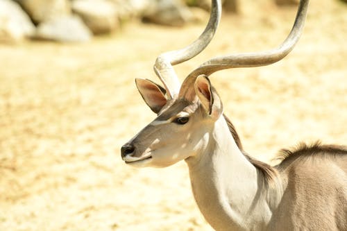 antilop, borazanlar, hayvan fotoğrafçılığı içeren Ücretsiz stok fotoğraf