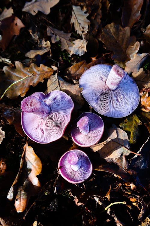 Δωρεάν στοκ φωτογραφιών με clitocybe nuda, lepista nuda, δασικά μανιτάρια