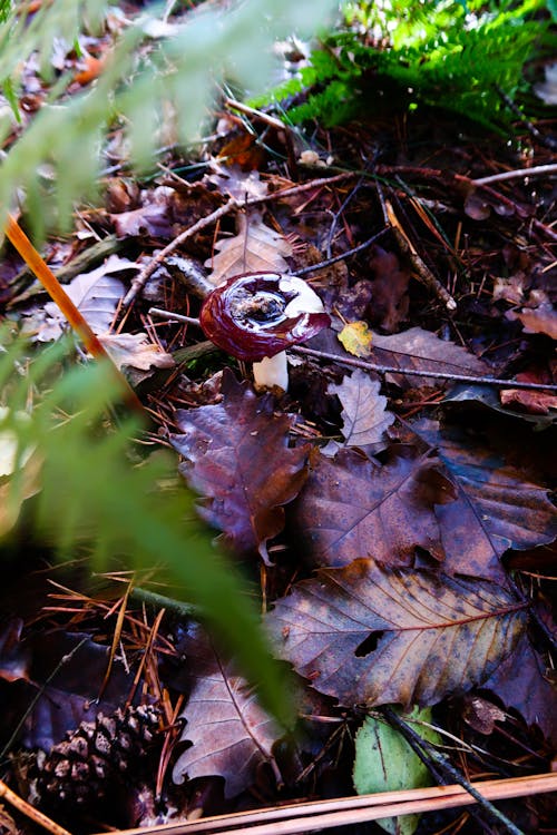 Δωρεάν στοκ φωτογραφιών με russula xerampelina, δασικά μανιτάρια, μωβ μανιτάρια