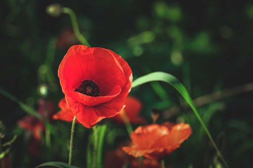 Red Poppy Flower in Close Up Photography