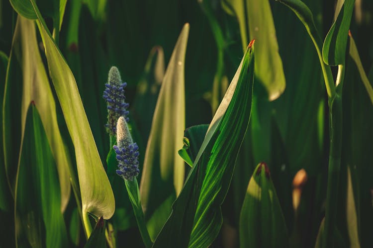 Shot Of Pickerel Weeds