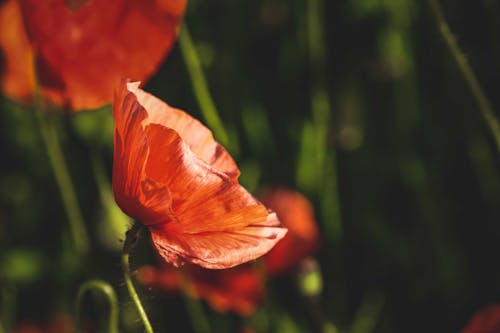 Gratis arkivbilde med blomsterfotografering, blomstre, flora