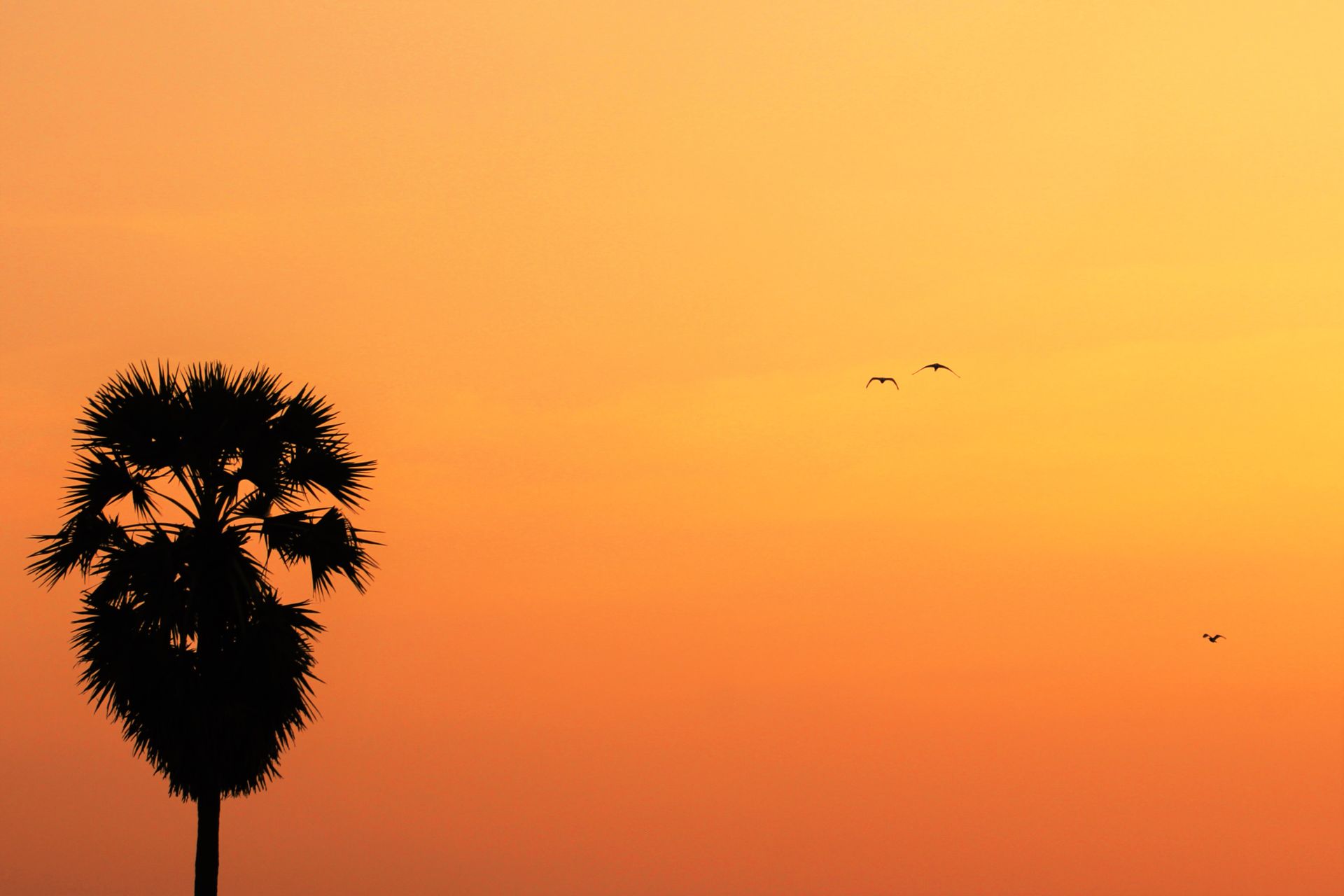 Silhouette of a palm tree and birds against a vivid orange sunset sky.