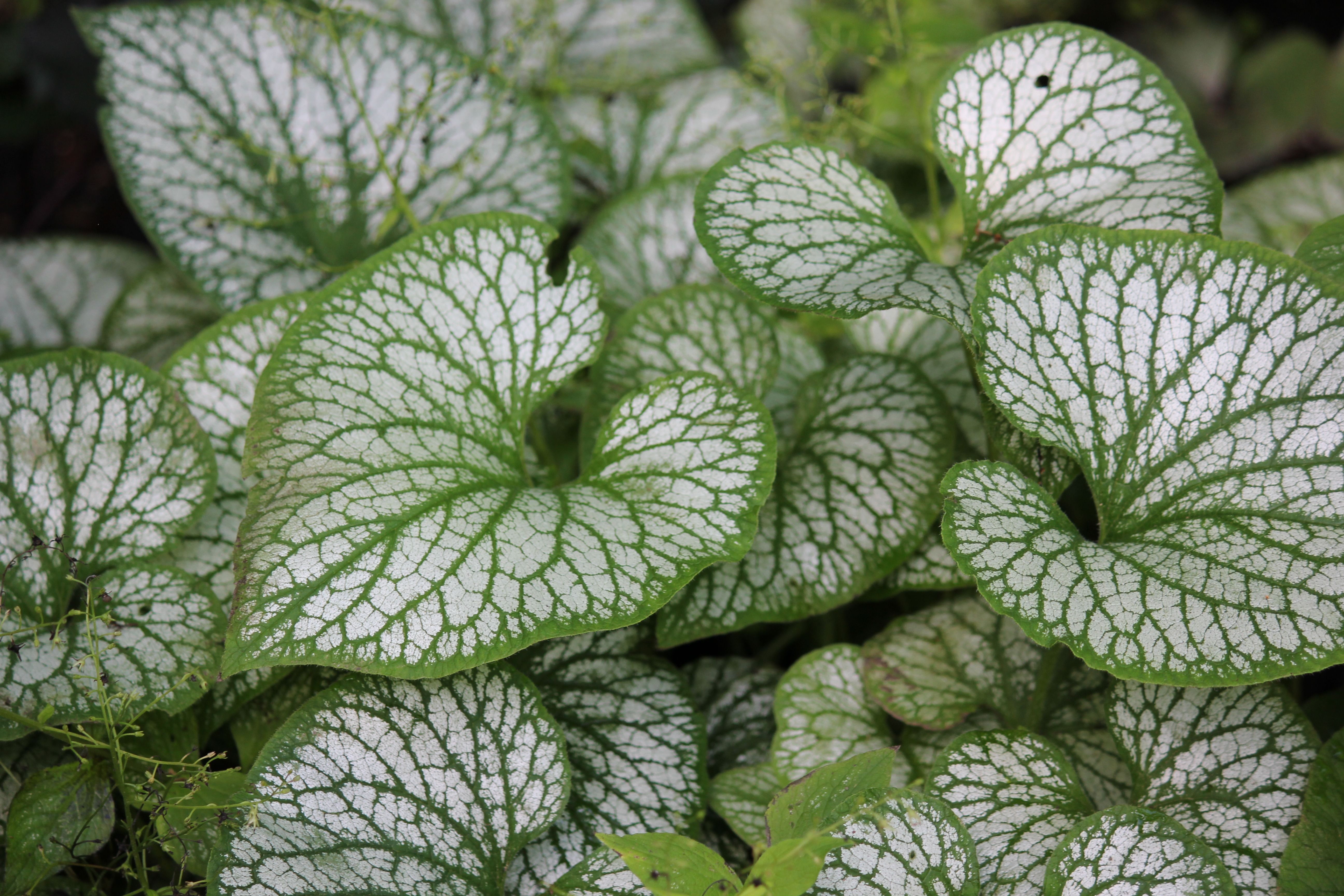 Detailed shot of Siberian Bugloss leaves with striking white veins for nature enthusiasts.