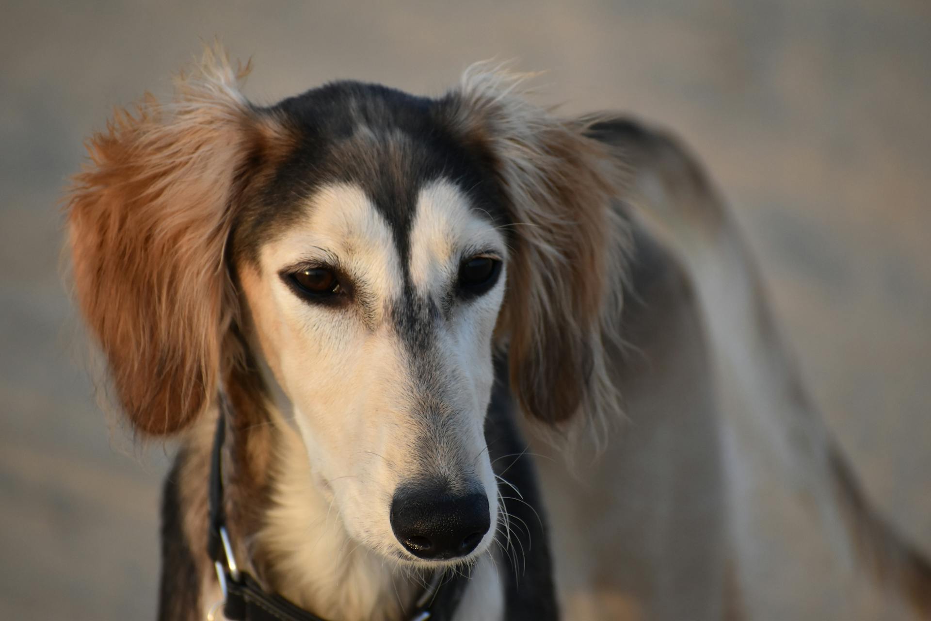 Un chien saluki photographié en gros plan