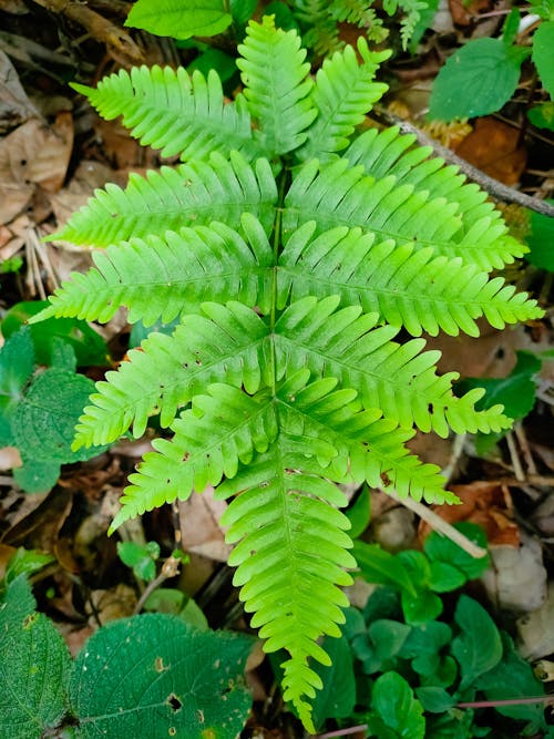 Free stock photo of autumn leaf