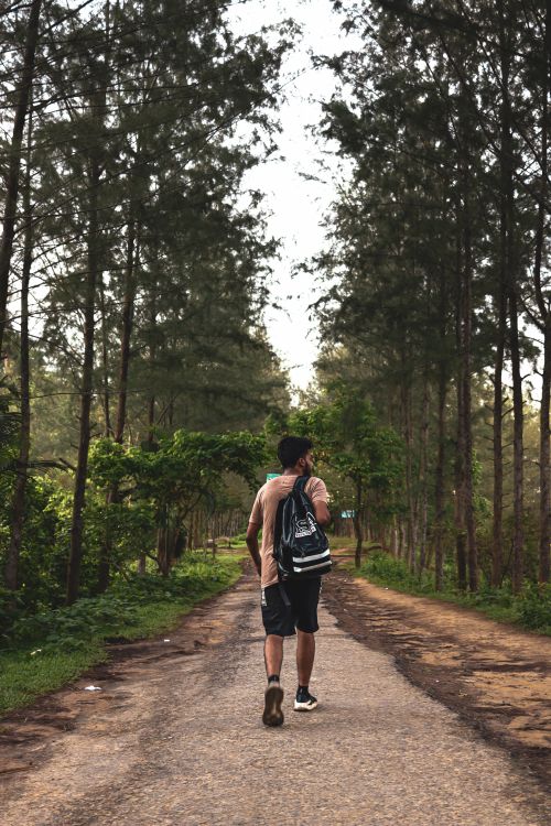 Free Back view of a young man walking on a scenic forest pathway surrounded by tall trees. Stock Photo