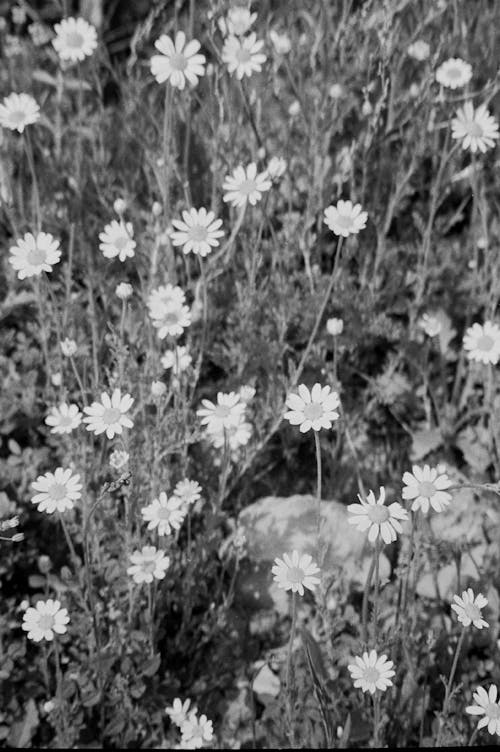 Kostenloses Stock Foto zu blühen, blumen, einfarbig