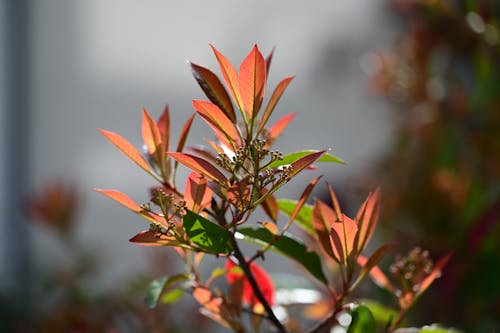 Free Nahaufnahme eines Zweig mit Blättern und Knospen im Sonnenlicht Stock Photo