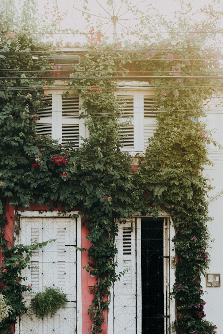 Vines Covering A Wall