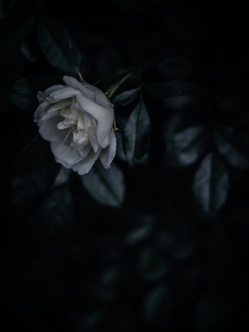Close-Up Shot of a Camellia Flower