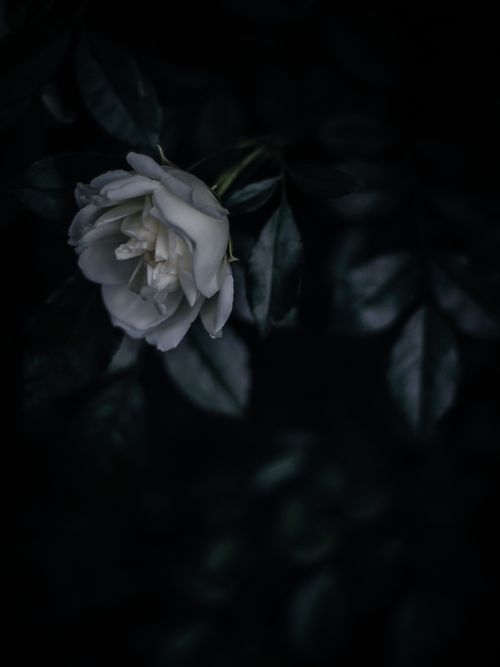 Free A serene close-up of a white camellia flower set against deep green foliage, exuding elegance. Stock Photo