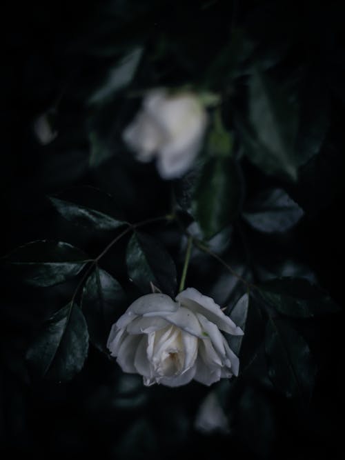 Shot of Lying White Rose
