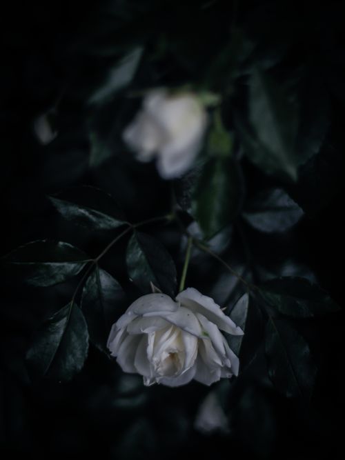 Free Elegant white rose captured with a moody, dark ambiance, highlighting delicate details. Stock Photo