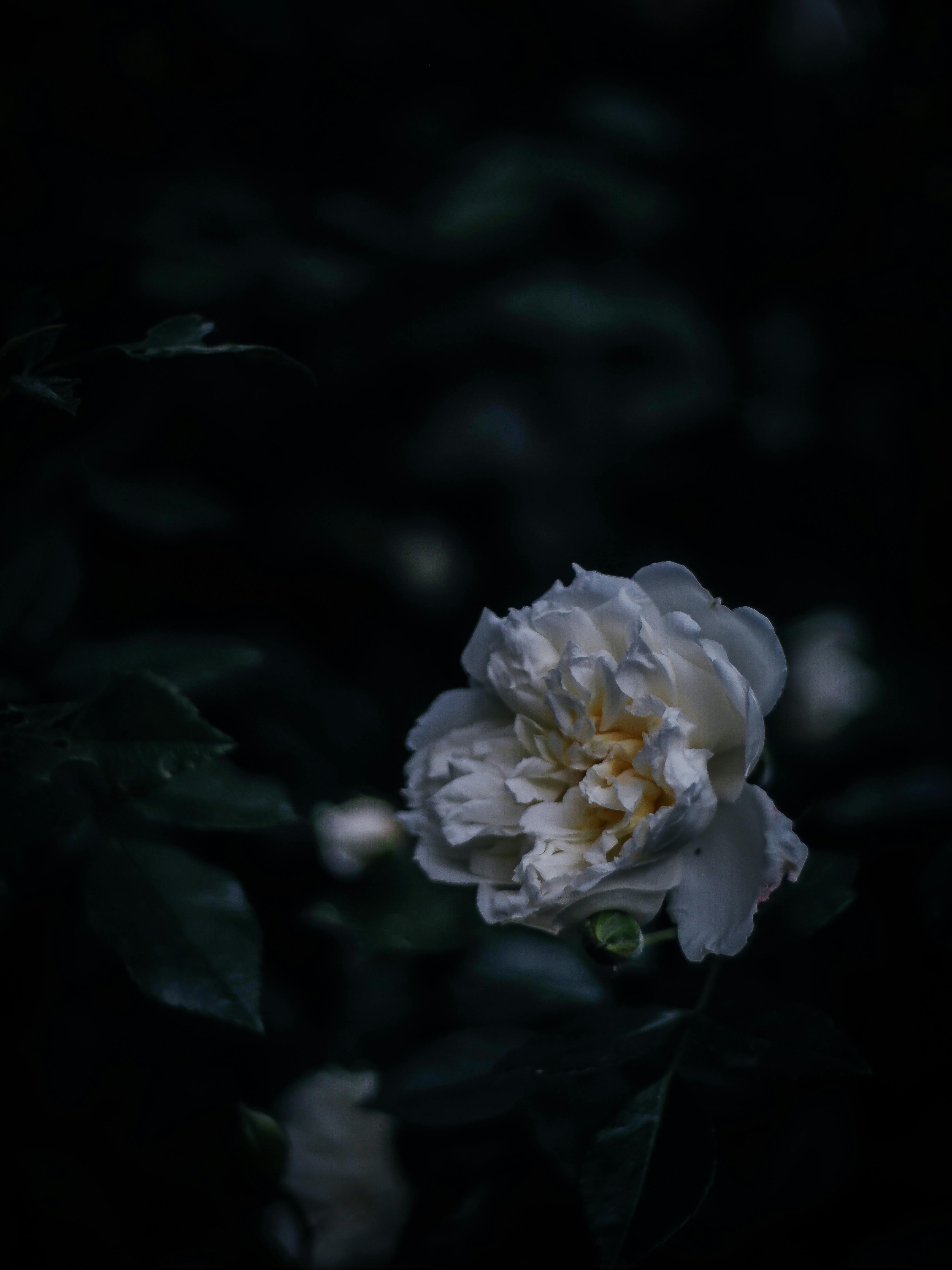 A dark, moody close-up of a blooming white peony emphasizing natural elegance.