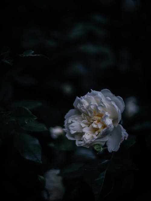 White Peony Flower in Tilt Shift Lens