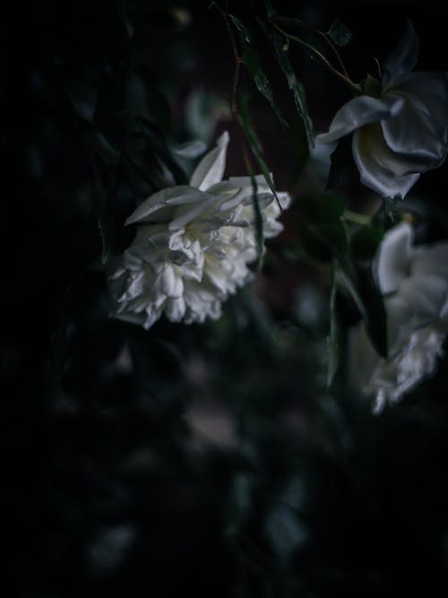 White Peony Flowers in Tilt Shift Lens