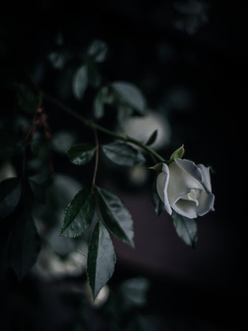 Darmowe zdjęcie z galerii z biała róża, ciemnozielone liście, delikatny