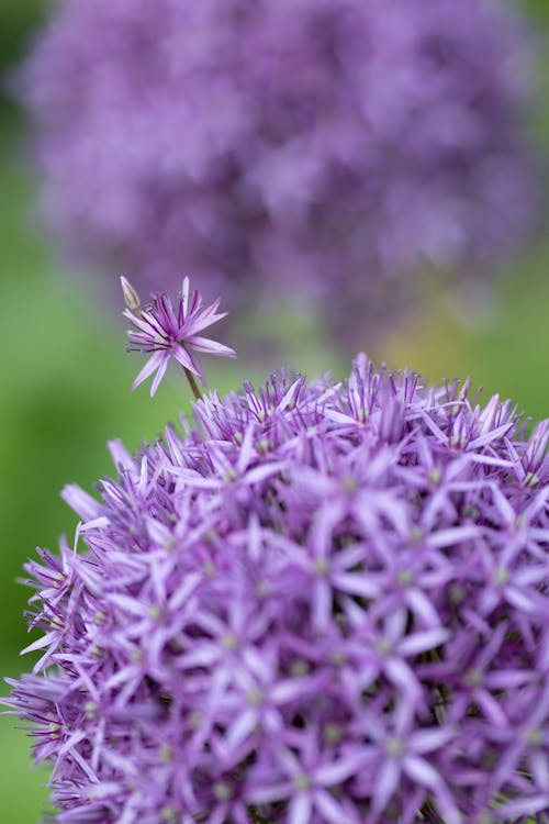 Foto stok gratis allium raksasa, berbunga, bunga ungu