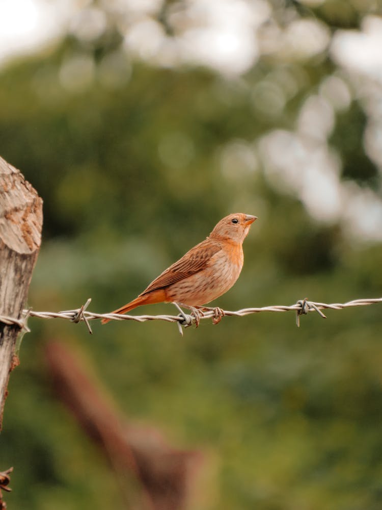 A Bird Perched On A Barbed Wire