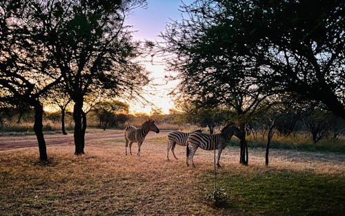 Základová fotografie zdarma na téma herbivorech, safari, savci