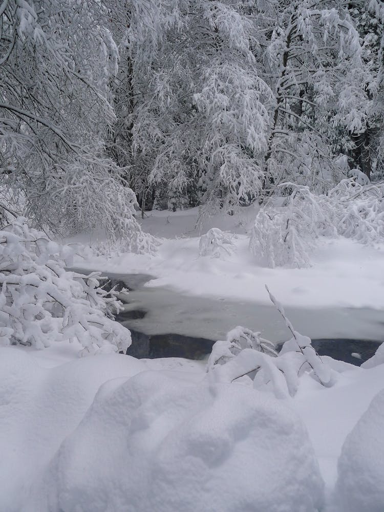 Trees Covered In Snow