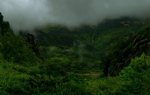 Immagine gratuita di fotografia, natura, natura verde