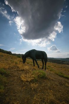 A black horse grazing in an Algerian field under a cloudy sky, captured in a vertical shot.