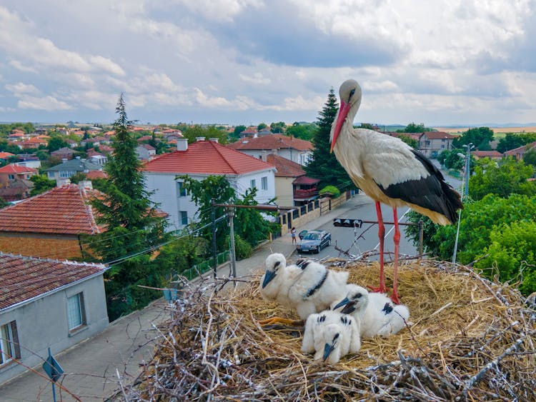 Stork Standing In Nest With Chicks