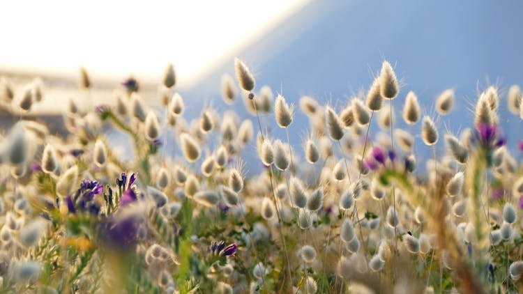 Plants And Wildflowers Growing In Field